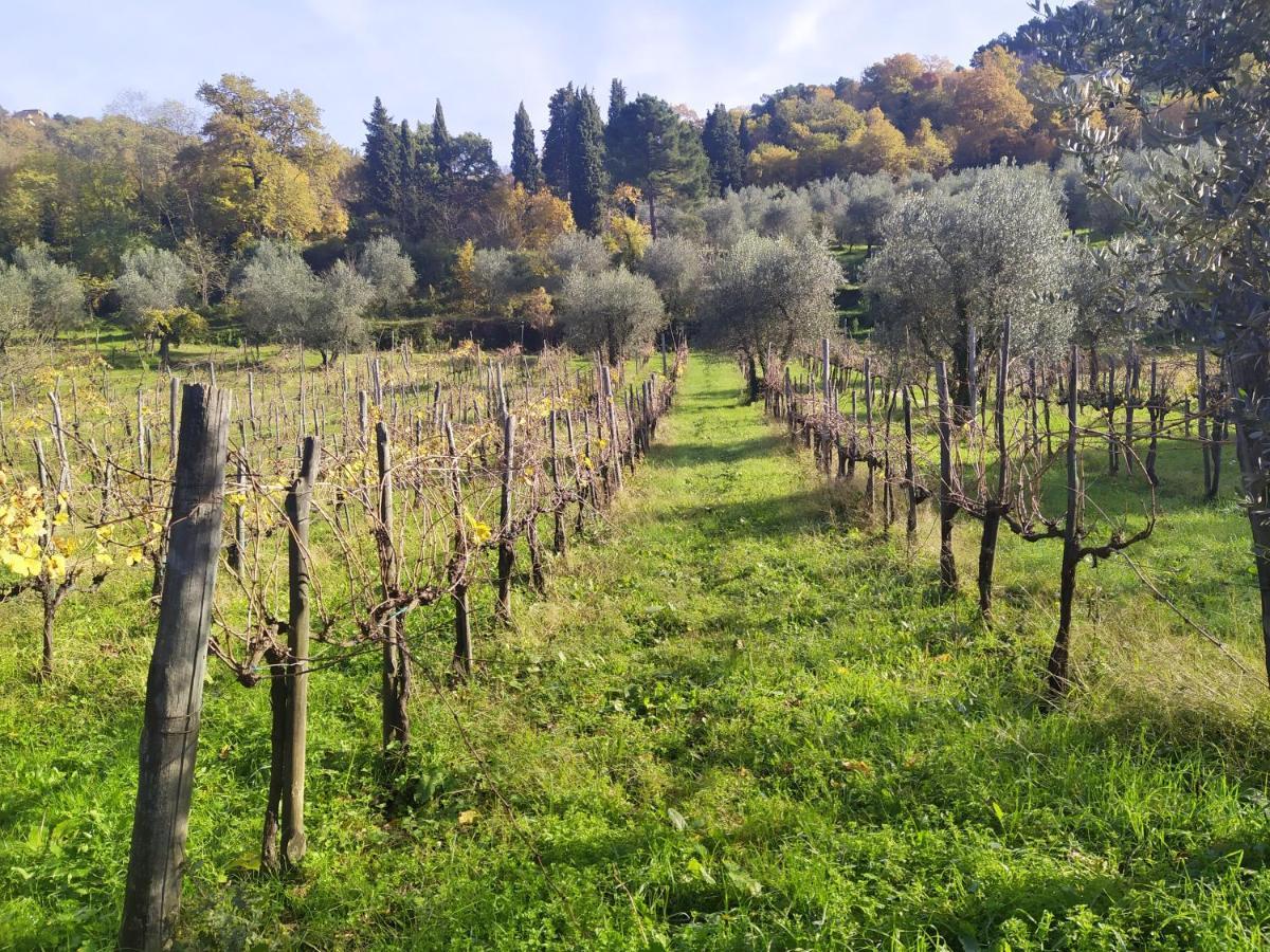 Fattoria Di Caticciano, Elegante Affittacamere Relax E Natura Vicino Firenze Pelago Экстерьер фото
